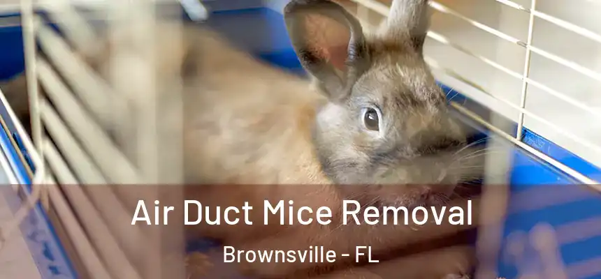 Air Duct Mice Removal Brownsville - FL