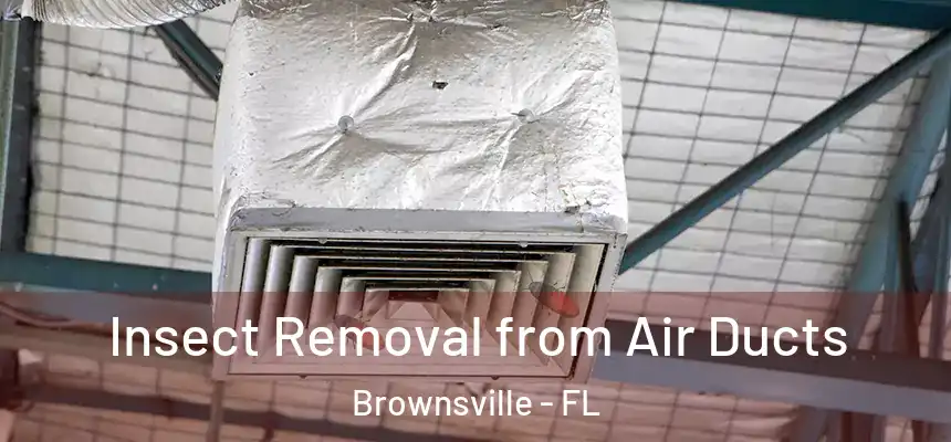 Insect Removal from Air Ducts Brownsville - FL