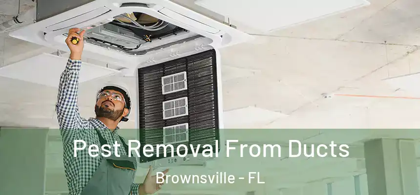 Pest Removal From Ducts Brownsville - FL